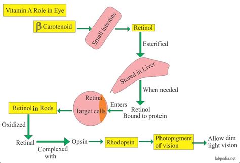 Vitamin A (Retinol, Retinoid and Carotenoid) - Labpedia.net