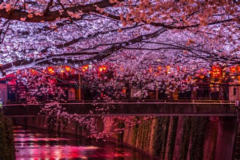 Of Going To See Cherry Blossoms at Night Nakameguro Meguro River Stock ...