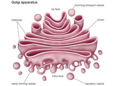 Golgi apparatus | Definition, Function, Location, & Facts | Britannica.com