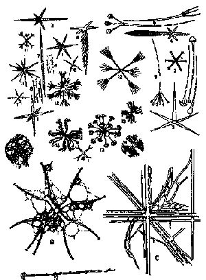 Palaeos Metazoa: Porifera:Hexactinellida