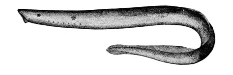 Arctic Lamprey | Government of Yukon