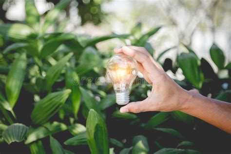 Hand Holding Light Bulb,energy Sources for Renewable,natural Energy Stock Photo - Image of ...