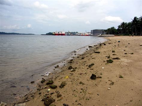 Every place has a wild side: What's going on at Pasir Ris beach?