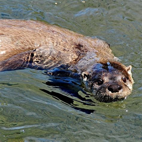 Mammals - Isle Royale National Park (U.S. National Park Service)