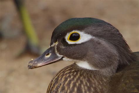 Female Wood Duck Up Close Photograph by Jeff Swan