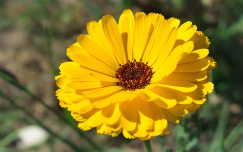 October birth flower: Marigold & Cosmos - Growing Family