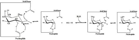 Glycosidases – A Mechanistic Overview | IntechOpen