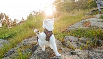 Best cat harness: How to find the 'purrfect' fit – Adventure Cats