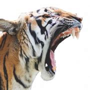 Roar PNG High Quality Image | PNG All