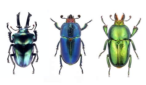 Beetle baubles: Australia's stag beetles - Australian Geographic