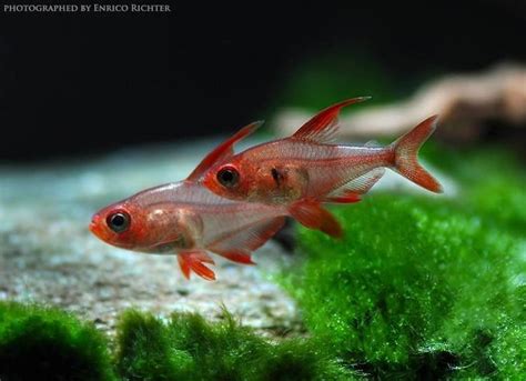 Hyphessobrycon sweglesi - Alchetron, the free social encyclopedia