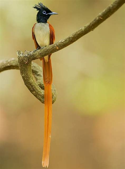 Indian paradise flycatcher images | Birds of India | Bird World