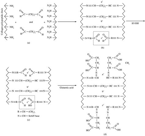 Schematic representation of the reaction glutaraldehyde (GA) solutions ...