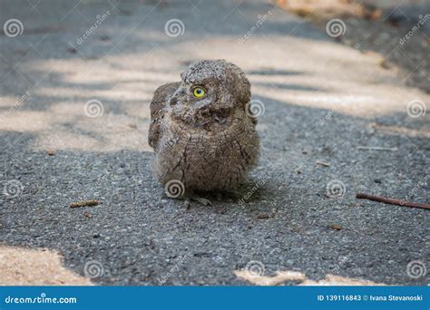 Common Scops Owl, Otus Scops, Little Owl In The Nature Habitat, Sitting On The Green Tree Branch ...