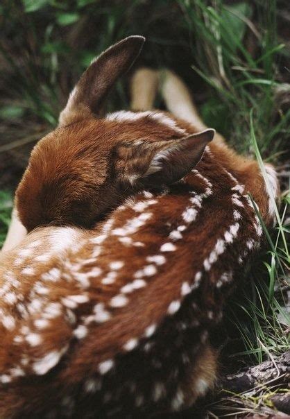 #sleeping #young #deer | Cute animals, Cute baby animals, Animals wild