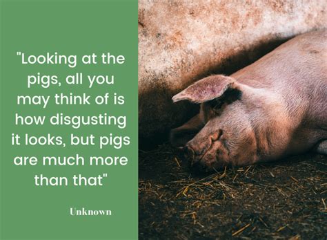 Quotes On Pig Farming