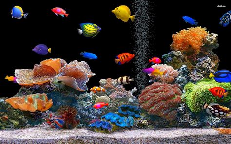 Peces de colores hd 1920x1200 - imagenes - wallpapers gratis - Paisajes ...