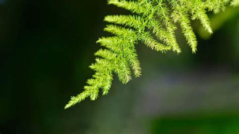 10 Things You Need to Know About Plumosa Fern Care