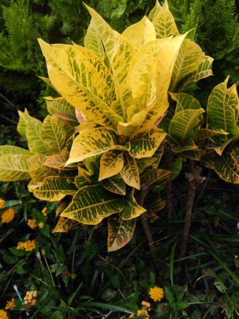 Croto yellow plant/ Croto amarillo ( Codiaeum) | Plant leaves, Plants, Foliage