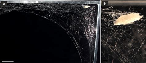 a. Cocoon web built by a Metellina merianae spider host induced by the... | Download Scientific ...