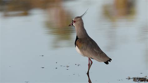 Adult Southern Lapwing Bird 27539696 Stock Video at Vecteezy