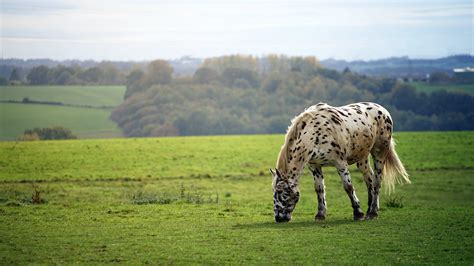 Horse Eating Grass · Free Stock Photo