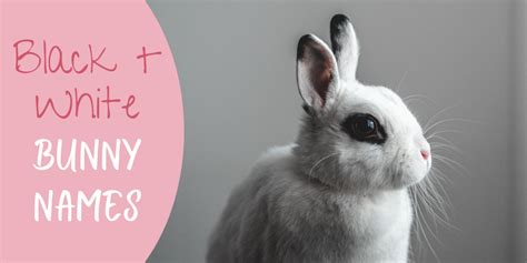 350+ Bunny Names for Your Floppy-Eared Friend (From Acorn to Zeus ...