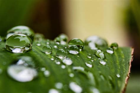 Water Droplets on Green Leaf · Free Stock Photo
