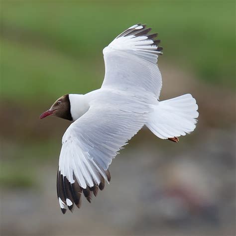 Brown-headed Gull in China - Shanghai Birding 上海观鸟