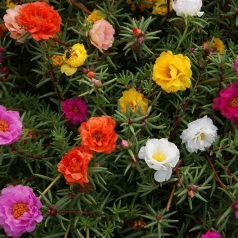 Portulaca grandiflora, Moss Rose (Any Colour)- Plant – Wild Roots