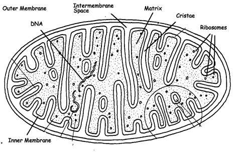 Sketch Of Mitochondria And Chloroplast Coloring Pages