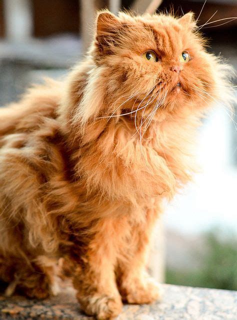 Orange Persian Cat #persiancatorange | Cats, Cat breeds, Persian cat