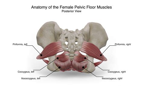 Female Pelvic Floor Anatomy