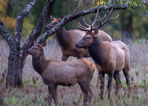 Robin Loznak Photography: Roosevelt elk in Oregon