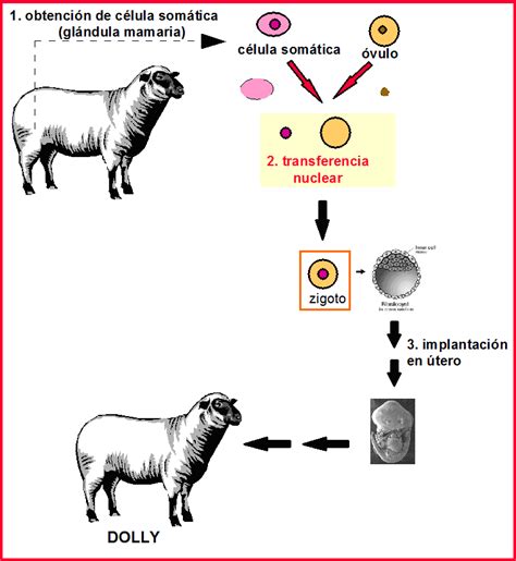 Clonacion de la oveja Dolly - Info Clonaciones