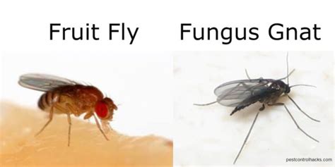 Where Do Fruit Flies Come From (Detailed FAQ on Drosophila)