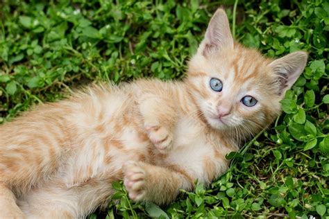 Free Images : grass, sweet, animal, fur, orange, young, feline, yellow ...