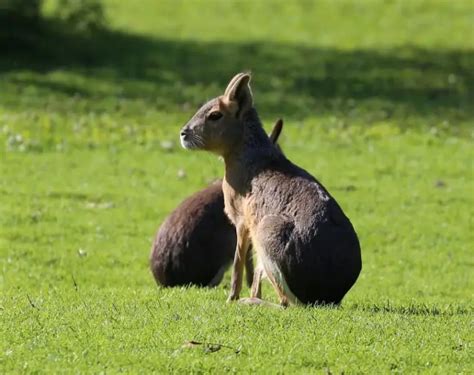 Patagonian Mara - Facts, Diet, Habitat & Pictures on Animalia.bio