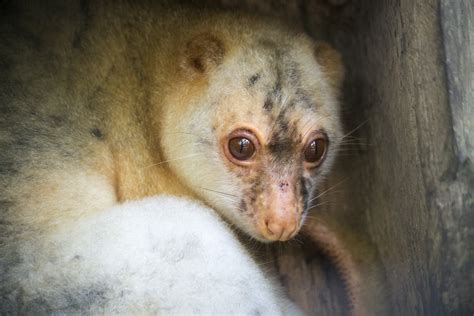 Black-spotted cuscus, Spilocuscus rufoniger - ZooChat