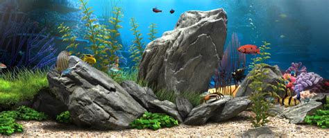 HD Aquarium Wallpapers - Top Free HD Aquarium Backgrounds - WallpaperAccess