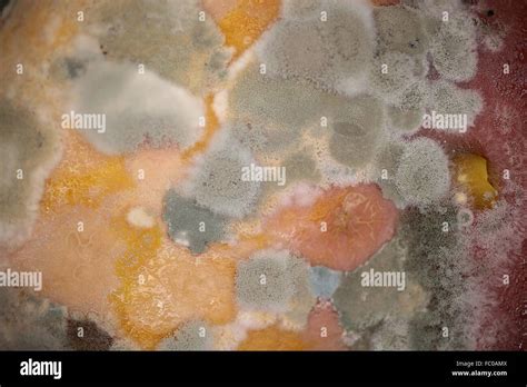 Mold fungi hi-res stock photography and images - Alamy