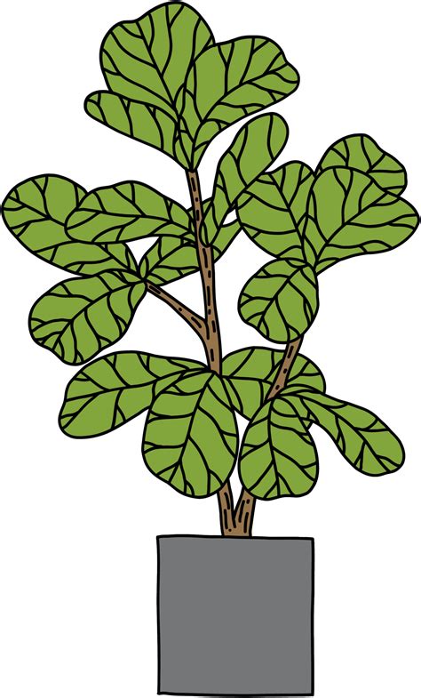 freehand sketch drawing of fiddle leaf fig tree. 11577262 PNG