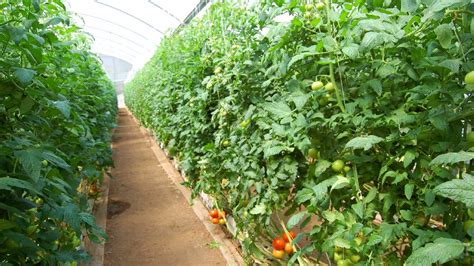 Growing Greenhouse Vegetables: The Dos and Don'ts - Greenhouse Grower