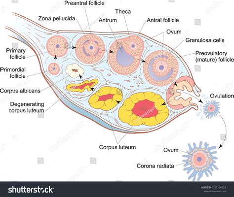 Stages Follicular Growth Ovary Showing Formation Stock Vector (Royalty ...