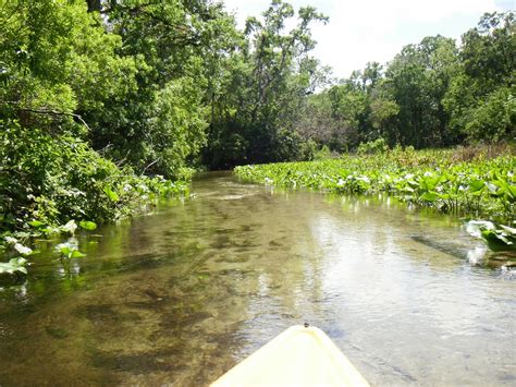 Kayaking Wekiva River & Rock Springs Run with Gators! ~ When 140 Characters Just Doesn't Cut It...