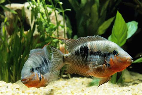 Firemouth Cichlids: Complete Care Guide and Species Profile