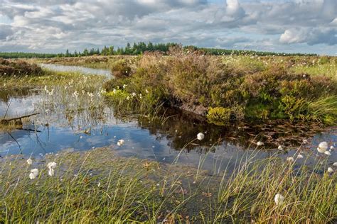 Peat Bogs • Northumberland National Park