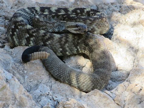 Blue View - Close Encounter with a Rattlesnake — Just a Little Further