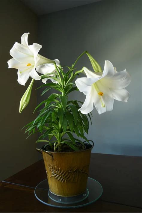 How To Take Care Of An Easter Lily Plant After Easter - Indoors or Outside