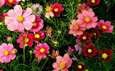 Cosmos Flower Wallpapers - Top Free Cosmos Flower Backgrounds ...